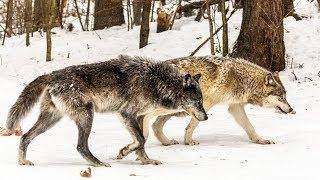 Wildlife at the Log Cabin, Off Grid Security