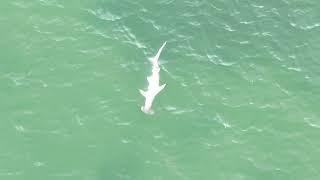 Hammerhead shark  Dunedin Causeway 7/5/24  7:30an