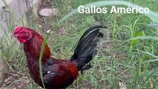 Gallos Américo por la mañana