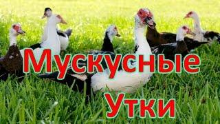 ТЕХНОЛОГИЯ ВЫРАЩИВАНИЯ МУСКУСНЫХ УТОК