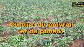 Double ta production de piment et du poivron avec cette technique