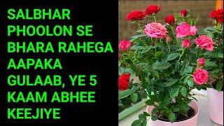 गुलाब में अभी कीजिए ये 5 काम, पत्तियों से ज्यादा फूल आएंगे 100% गारंटी : Rose Plant Care Tips