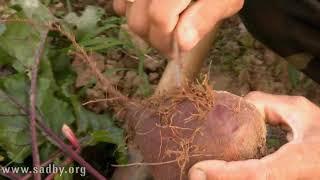 Морковь  Как сохранить урожай Отвечает Николай Рабушко