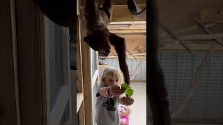 We are feeding a Sloth at the Zoo .#shorts #zoo #short #animals #kids #travel #tourist #sloth