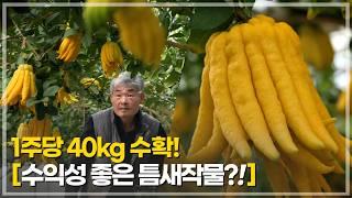 항암·혈압·미용까지! 약이 되는 과일 불수감을 아시나요? 1주당 40kg 수확! 수익성 좋은 틈새작물 불수감