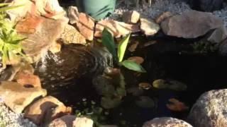 Pond waterfall koi