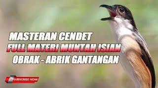 MASTERAN CENDET  FULL NEMBAK MUNTAH ISIAN siap OBRAK - ABRIK GANTANGAN