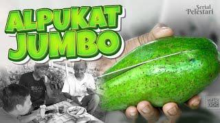 ALPUKAT JUMBO: Alpukat Andalan dari Lampung Timur | PELESTARI