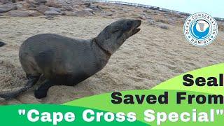 Seal Saved From"Cape Cross Special"