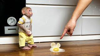 Monkey Bibi apologized to dad for breaking the egg while Bibi was hungry looking for food!