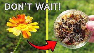 Harvesting and Saving Seeds for FREE! Easy Gardening Tips