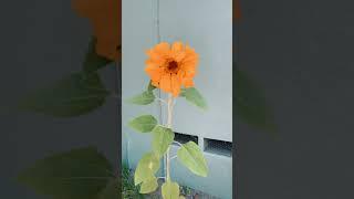 #독야청청 #독야황황. #해바라기 #홀로서기 #the one and only sunflower #lonesome but happy to be here #sunflower