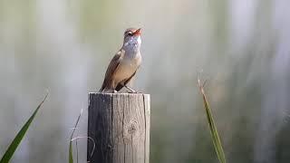 20190501 Great Reed Warbler  - Grote Karekiet