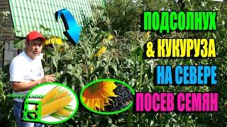 КАК ВЫРАЩИВАТЬ КУКУРУЗУ И ПОДСОЛНУХ НА СЕВЕРЕ ЧАСТЬ 1? ПОСЕВ СЕМЯН. ЭКО-САД ВЫХОДНОГО ДНЯ 23-11