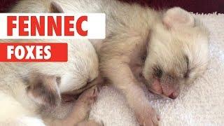 Fennec Fox Compilation 2018