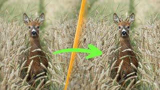 Focusing: Why Every Photographer Should Do This!