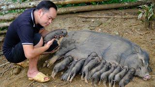 wow, AMAZING! The first herd of wild boars was born | Primitive Skills