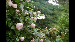 David Austin Rose - The Generous Gardener, a fully detailed review, zone 7, coastal CT