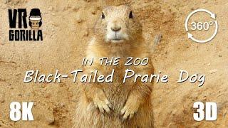 VR in the Zoo: Black-Tailed Prairie Dog (short) - 8K 360 3D