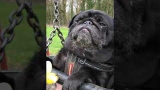 Charlie the Pug Loves to Swing || ViralHog