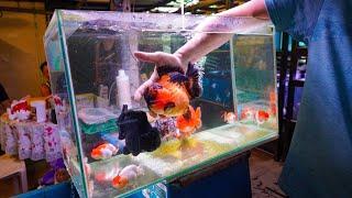 Exotic RANCHU & ORANDA Goldfish Store Tour! Singapore Goldfish