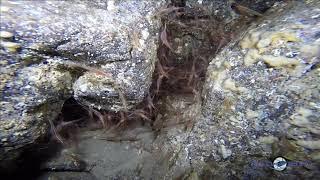 Mergulho Ilha de Santa Maria. Gruta dos Camarões (Shrimp Cave) Verão no Outono 23/10/2021
