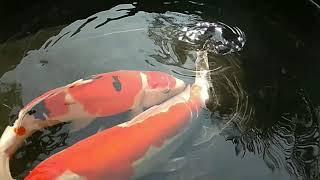 Koi Fish From Indonesia. Special Price to Export/Import $43 , Check it out!!!