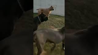 dangerous pitbull guard dog status video|| #shorts #viral #trending #pitbull