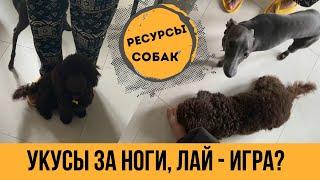 СОБАКА КУСАЕТ ЗА НОГИ // садится попой на ноги, лает, пресекает путь - это все игра?