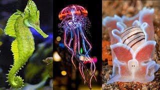 10 Most Beautiful Sea Creatures in the World