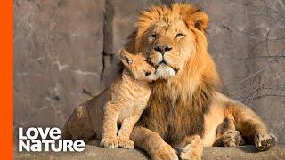 Lion Cubs Are Introduced To Their Father | Predator Perspective | Love Nature