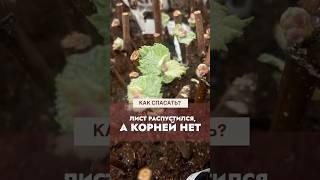 Лист распустился, а корней нет. Как спасать? #виноградульяновска #садоводничество #виноградарство