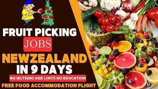 Fruit Picking Jobs New Zealand | New Zealand Work Visa |free food+Flight