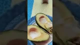 Let's eat Avocado   #shorts #beta #shortsfeed #shortsbeta #shortsviral #youtubeshorts #fyp #fruit