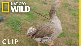 A Grumpy Goose Gets a Spa Treatment | Critter Fixers: Country Vets