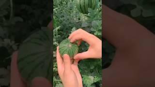 Very small watermelon . #agriculture #viral #chemicalfreefarming #ytshorts #youtubeshorts #shorts