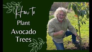 How to Plant Avocado Trees