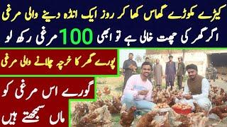 lohman brown hen farming in pakistan | poultry farming business ideas in pakistan | lohman brown