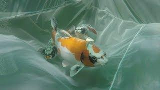 My Koi Breeding Project - Part 1 - Meet the Parents.....