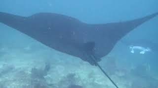 Free Diving With Giant Mantas at Manta Point, Batanta, Raja Ampat