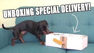 Crusoe Unboxing SPECIAL Delivery!! - Cute Dog Video Unboxing!