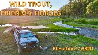 WILD TROUT & FRIENDLY HORSES - Riverside 4x4 Truck Camping In Northern Arizona