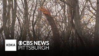 Tornado touches down in Pittsburgh's eastern neighborhoods