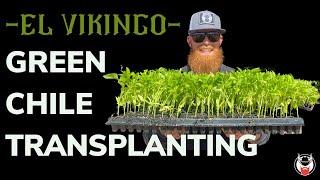 GREEN CHILE PEPPER TRANSPLANTING WITH EL VIKINGO