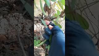 Picking french beans 21.11: enjoy rural life, gardening & nature  #rurallife #gardening #nature