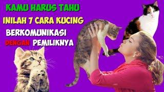 Cara Kucing Berkomunikasi Dengan pemilik Nya