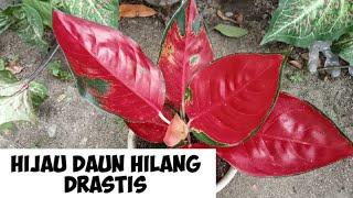 HILANGKAN WARNA HIJAU PADA DAUN AGLAONEMA