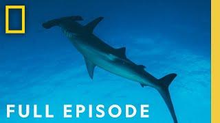Hammerheads: Shark Side of the Moon (Full Episode) | National Geographic