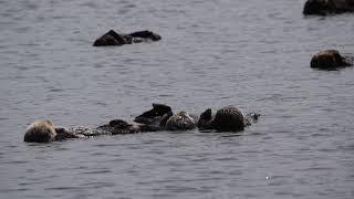 Sea Otters Holding Hands