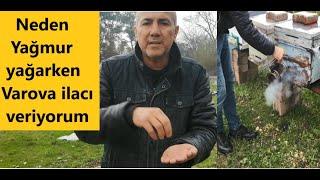 Kovanda Varova yok demeyin. Yağmur'da yağsa arı bakımını ihmal etmeyin. Beekeeping. arıcılık.